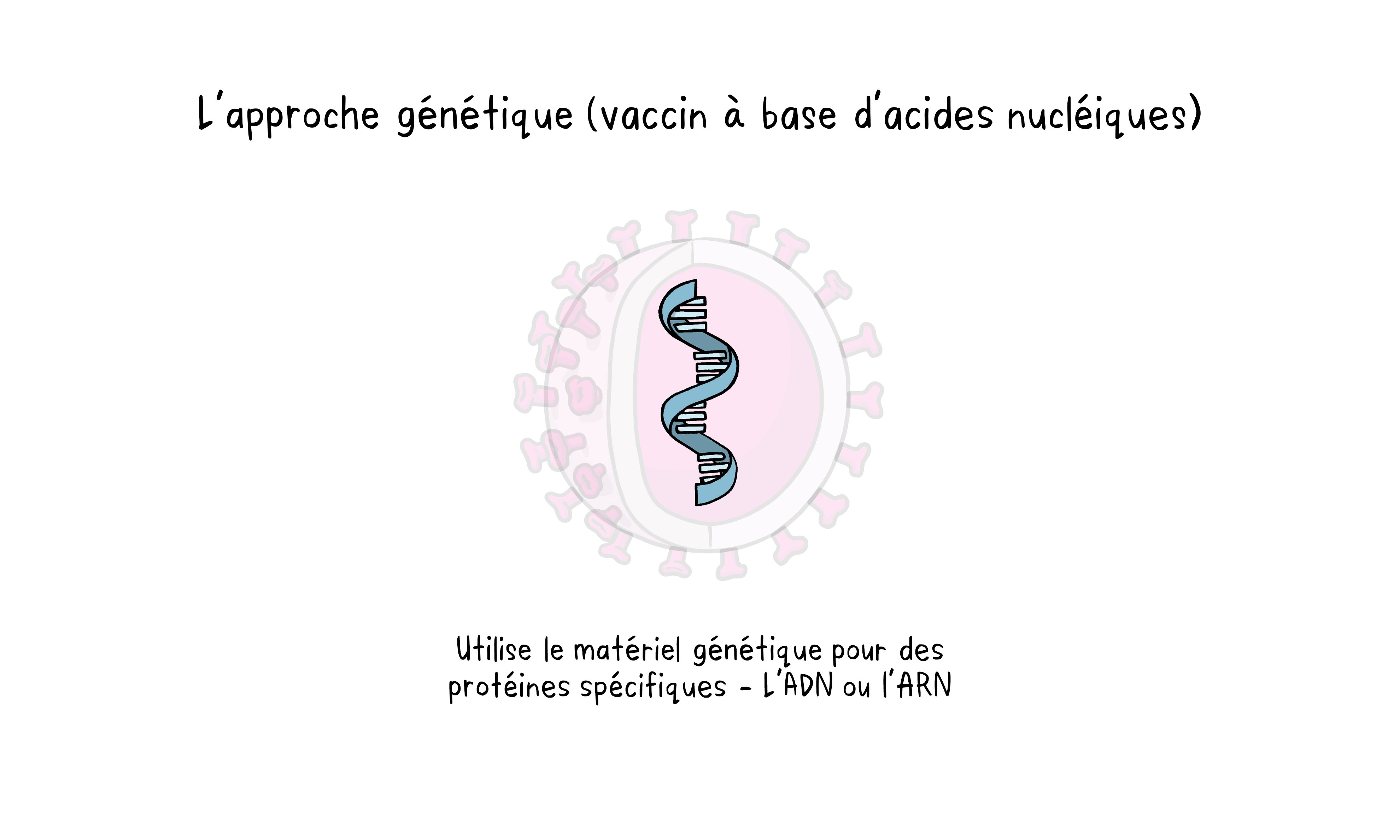 L'approche génétique